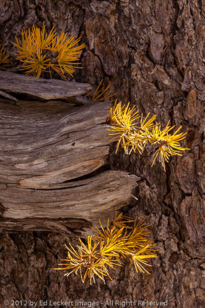 Alpine Larch Detail, Alpine Lakes Wilderness, Washington