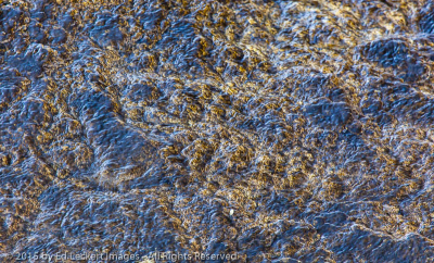 Blue and Gold, Yellowstone National Park, Wyoming