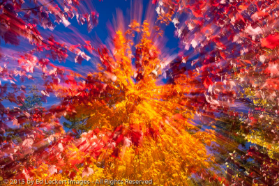 Foliage Explosion, Rocky Gorge Scenic Area, New Hampshire