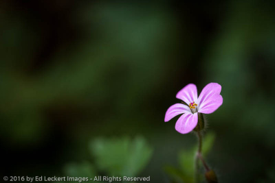 Herb Robert Wildflower, Cougar Mountain Wildland Park, Issaquah, Washington