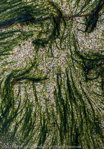 Seaweed on Rock, Westfjords, Iceland