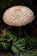 Mushroom Umbrella, Cougar Mountain Wildland Park, Issaquah, Washington