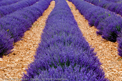 Lavender Field, Valensole, France