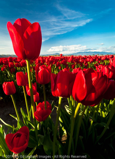 Overachiever, RoozenGaarde tulip farm, Mt. Vernon, Washington