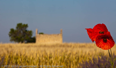 Poppies, Provence, France