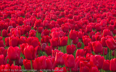 Sea of Red at the RoozenGaarde Tulip Farm, Mt. Vernon, Washington