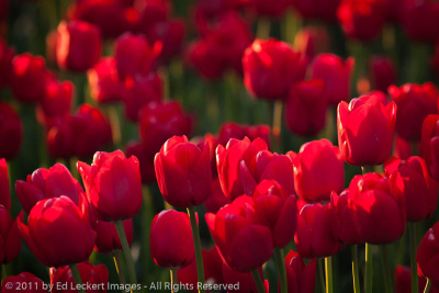 Tulips in Late Afternoon, RoozenGaarde Tulip Farm, Mt. Vernon, Washington
