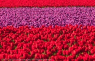 Tulip mania, RoozenGaarde tulip farm, Mt. Vernon, Washington