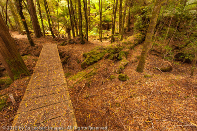 Boardwalk along the Huon Pine Walk, Corinna, Tasmania, Australia