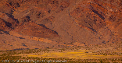 Desert Bloom at Ashford Junction, Death Valley National Park, California
