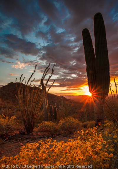 Desert Sunset, Saguaro National Park, Arizona