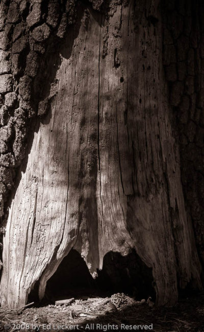 Evil Tree, Yosemite National Park, California