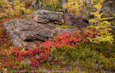Fall Color on the Rock, Larch Lake, Alpine Lakes Wilderness, Washington