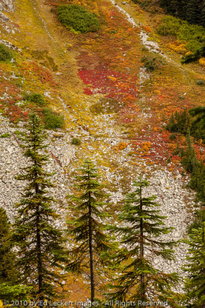 Fall Color on the Trail, Okanogan National Forest, Washington