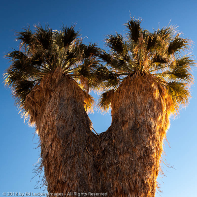 Fan Palm at Cottonwood Spring, Joshua Tree National Park, California