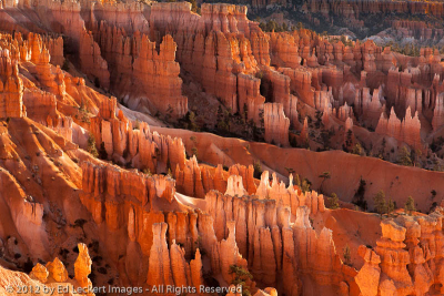 First Light on the Hoodoos, Bryce Canyon National Park, Utah