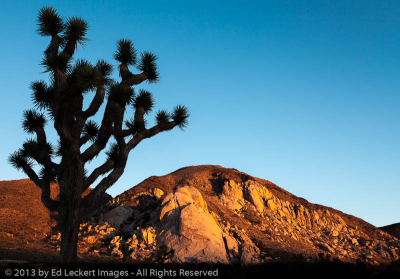 Joshua Tree Silhouette, Joshua Tree National Park, California