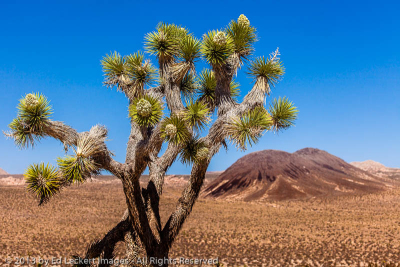 Joshua Tree and Malapai Hill, Joshua Tree National Park, California