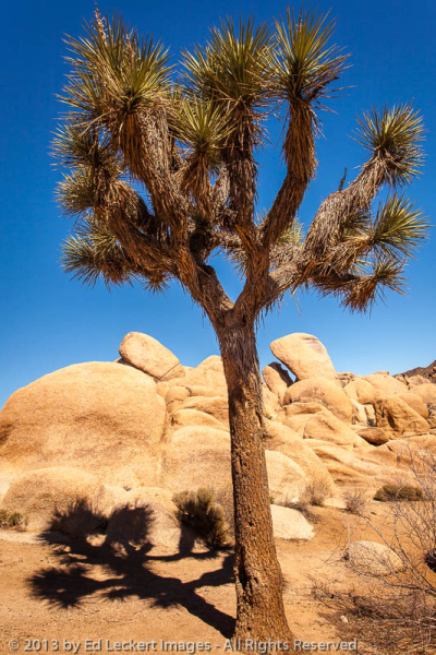 Joshua Tree and Shadow, Joshua Tree National Park, California