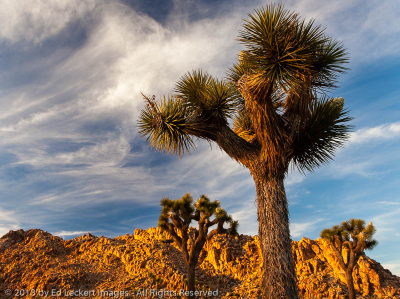 Joshua Trees at Sunset, Joshua Tree National Park, California