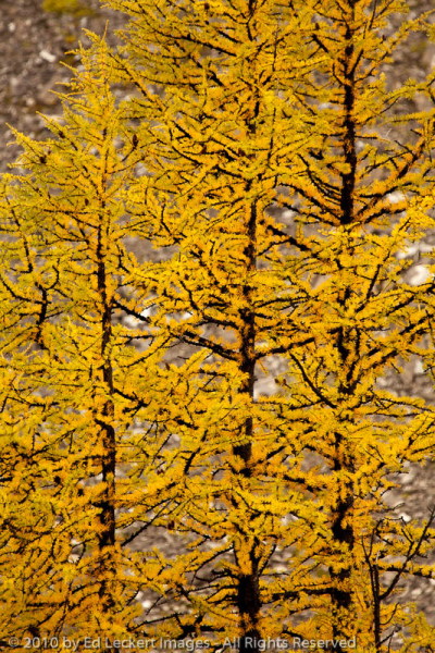 Larch Trio, Mount Assiniboine Provincial Park, British Columbia