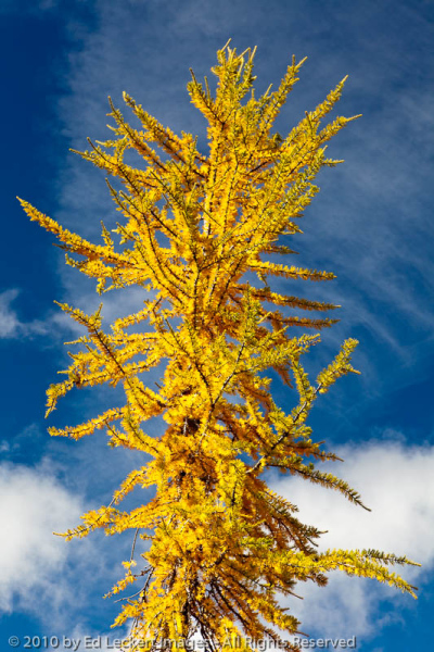 Larch at Maple Pass, Okanogan National Forest, Washington