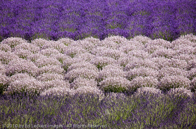 Lavender Variations, Sequim, Washington