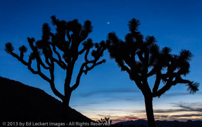 Moon over the Desert, Joshua Tree National Park, California