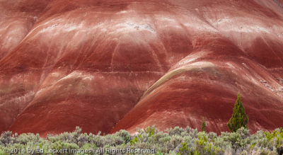 Painted Hills and Tree, John Day Fossil Beds National Monument, Oregon