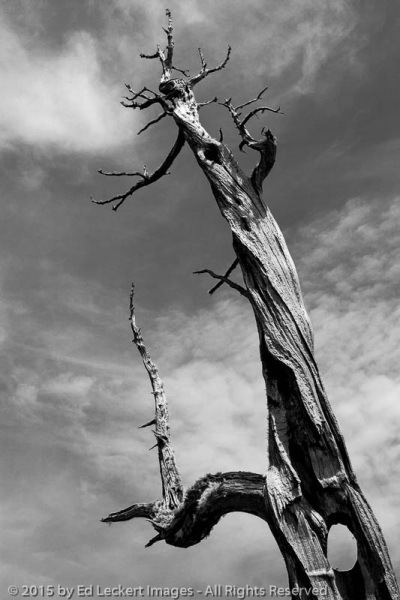 Pencil Pine Skeleton, Pine Lake, Great Western Tiers Conservation Area, Tasmania, Australia