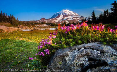 Pink Mountain-Heather in Spray Park Meadow, Mount Rainier National Park, Washington