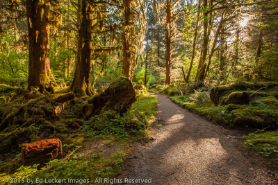 Rainforest Trail, Olympic National Park, Washington