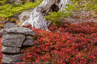 Rock and Dead Tree, Larch Lake, Alpine Lakes Wilderness, Washington
