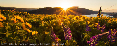 Rowena Crest Sunrise, Mayer State Park, Oregon