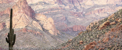 Saguaro on the Apache Trail, Tonto National Forest, Arizona