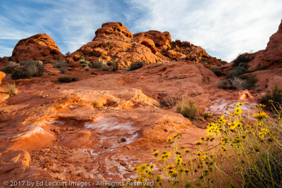 Sandstone and Wildflowers, Valley of Fire State Park, Nevada