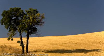 Shadow, The Palouse, Washington
