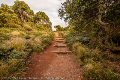 Steps Through Paradise, The Nut State Reserve, Tasmania, Australia