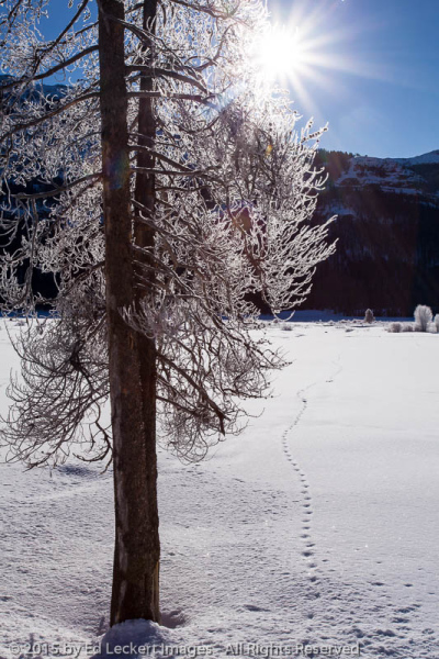 Tracks by a Tree, Yellowstone National Park, Wyoming