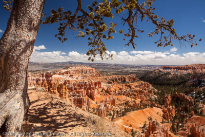 Tree and Canyon, Bryce Canyon National Park, Utah