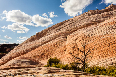 Tree and Texture, Yant Flat, Utah