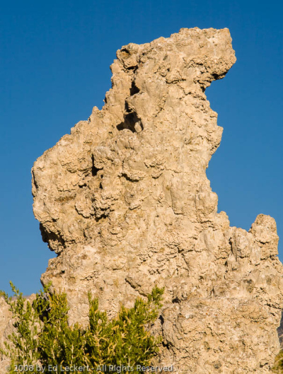 Tufa Bunny and His Greens Patch, Mono Lake Tufa State Reserve, California