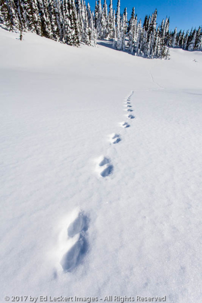 Which Way Did He Go George?, Mount Rainier National Park, Washington