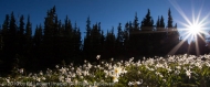 Avalanche Lilies at Dawn, Obstruction Point, Olympic National Park, Washington