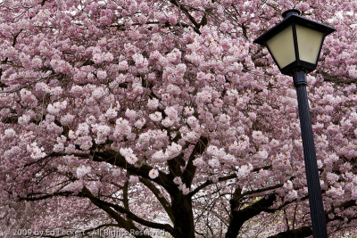 Cherry Blossoms and Lamp, State Capitol, Olympia, Washingon