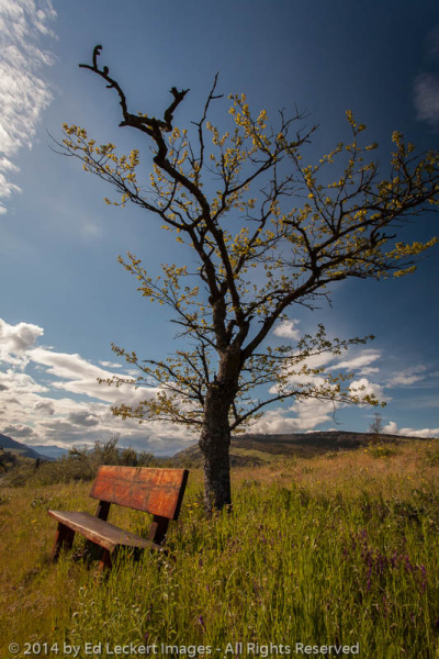 The Bench, Mosier, Oregon