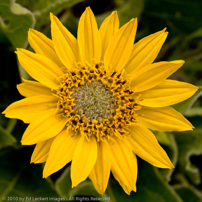Arrowleaf balsamroot in the Tom McCall Nature Preserve, Columbia Gorge, Oregon