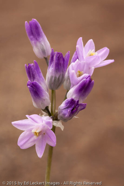Bluedicks, San Carlos Apache Reservation, Arizona