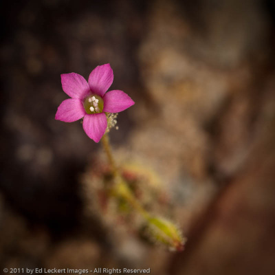 Broad-leaved gilia, Ashford Mill, Death Valley National Park, California