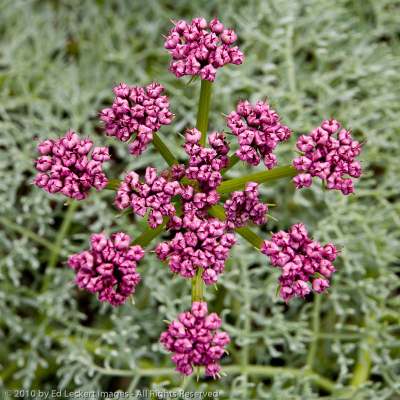 Columbia desert parsley in the Tom McCall Nature Preserve, Columbia Gorge, Oregon